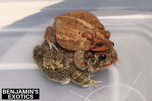 Super Red Southern Toad Tadpoles (5 Pack) Free Shipping