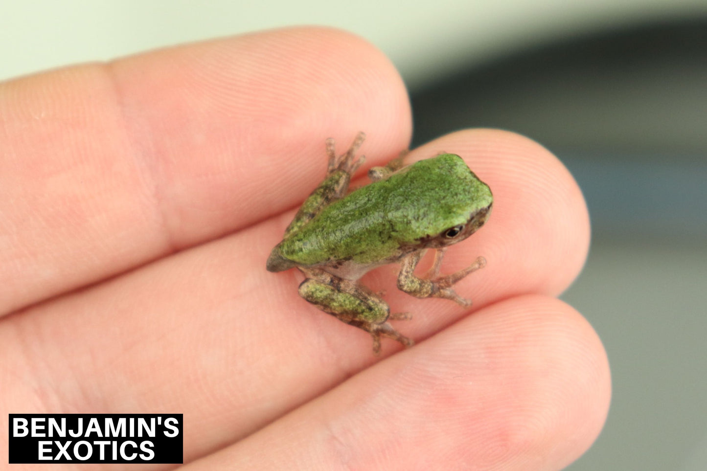Eastern Gray Tree Frog Tadpoles (5 Pack) Free Shipping