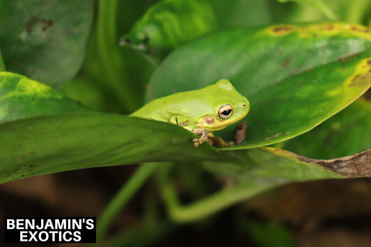 Squirrel Tree Frog Tadpoles (5 Pack) Free Shipping