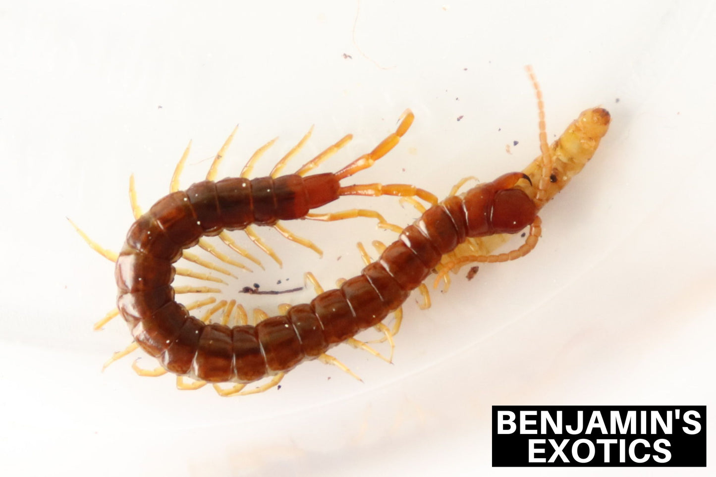 Eastern Red Centipedes (1 Pack) Free Shipping