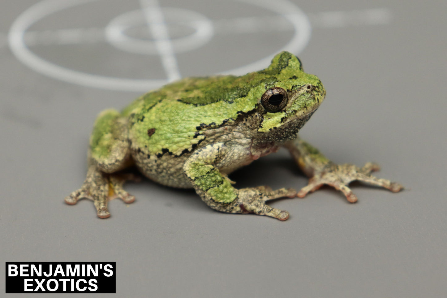 Eastern Gray Tree Frog Tadpoles (5 Pack) Free Shipping