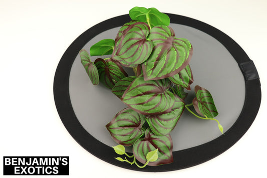 Plastic Reptile Plant Watermelon Peperomia (1 Pack)