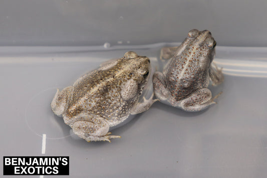 Platinum Oak Toads CBB (3 Pack) Anaxyrus quercicus