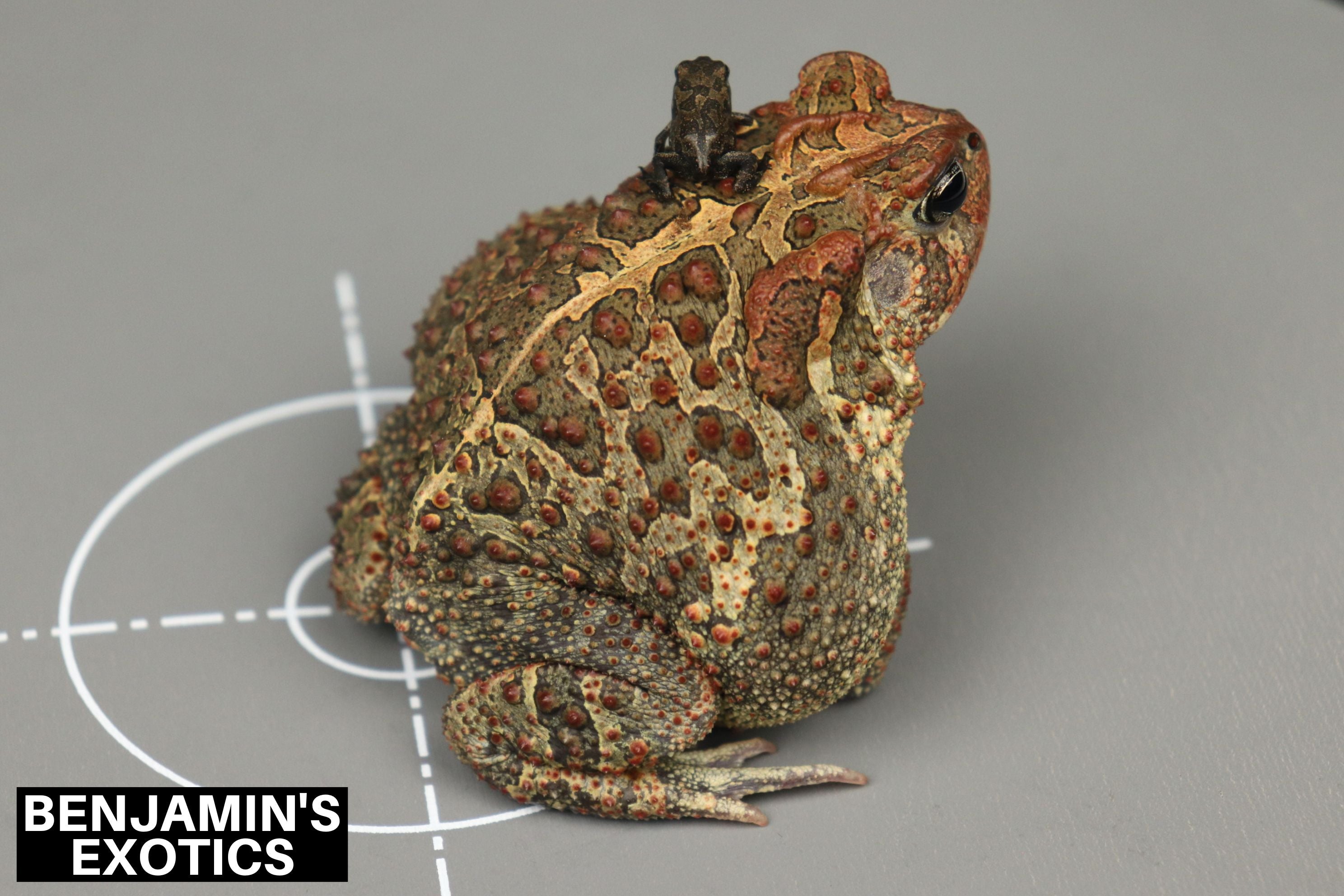 Southern Toad Tadpoles (5 Pack) Free Shipping – Benjamin's Exotics