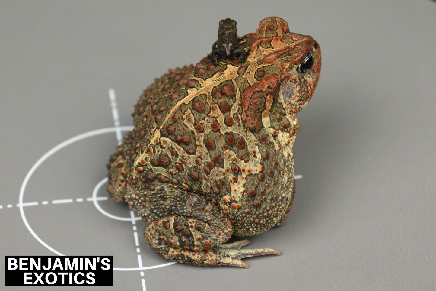 Southern Toad Tadpoles (5 Pack) Free Shipping