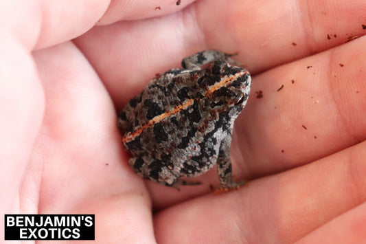 Oak Toad Tadpoles (5 Pack) Free Shipping