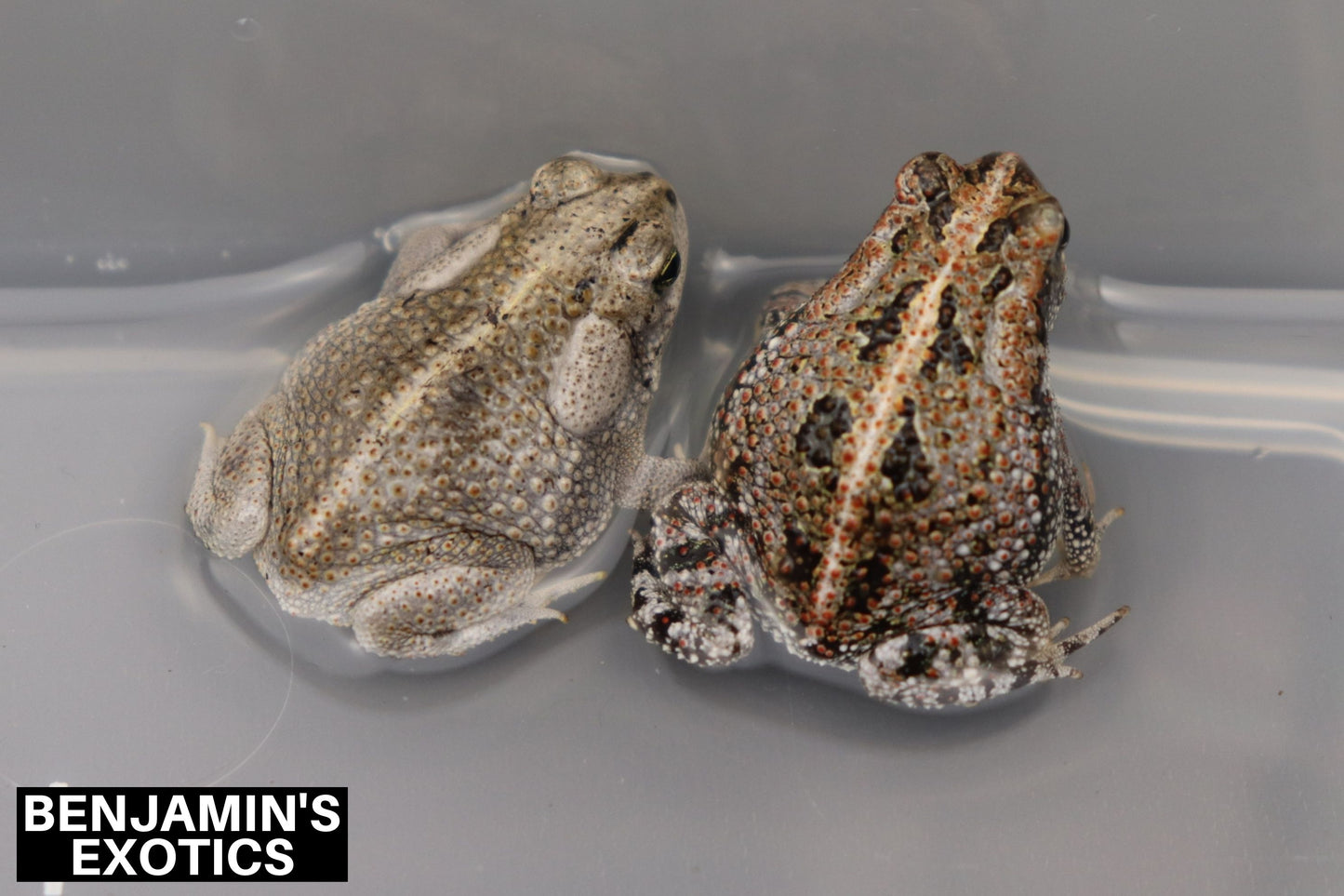 Oak Toad Tadpoles (5 Pack) Free Shipping