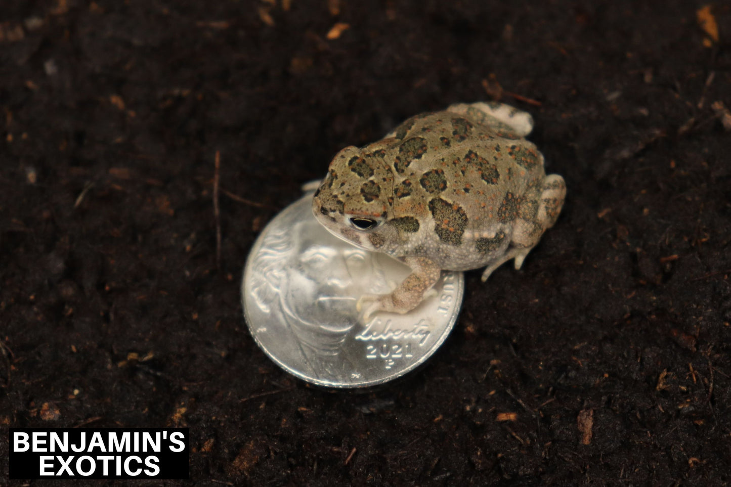 Great Plains Toads CBB (3 Pack) Anaxyrus cognatus