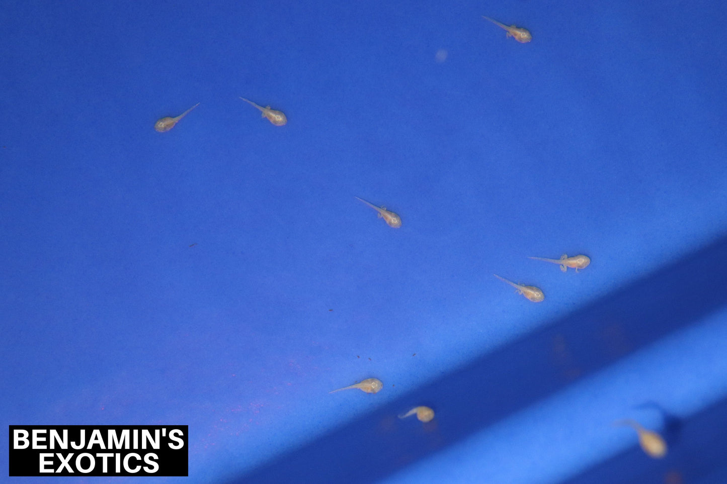 Albino Gulf Coast Toad Tadpoles (5 Pack) Free Shipping