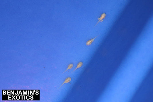 Albino Gulf Coast Toad Tadpoles (5 Pack) Free Shipping