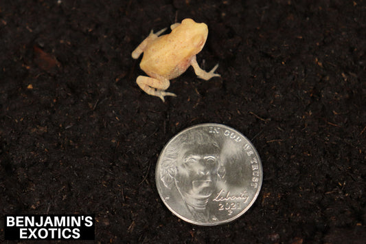 Albino Gulf Coast Toads CBB (1 Pack) Incilius nebulifer