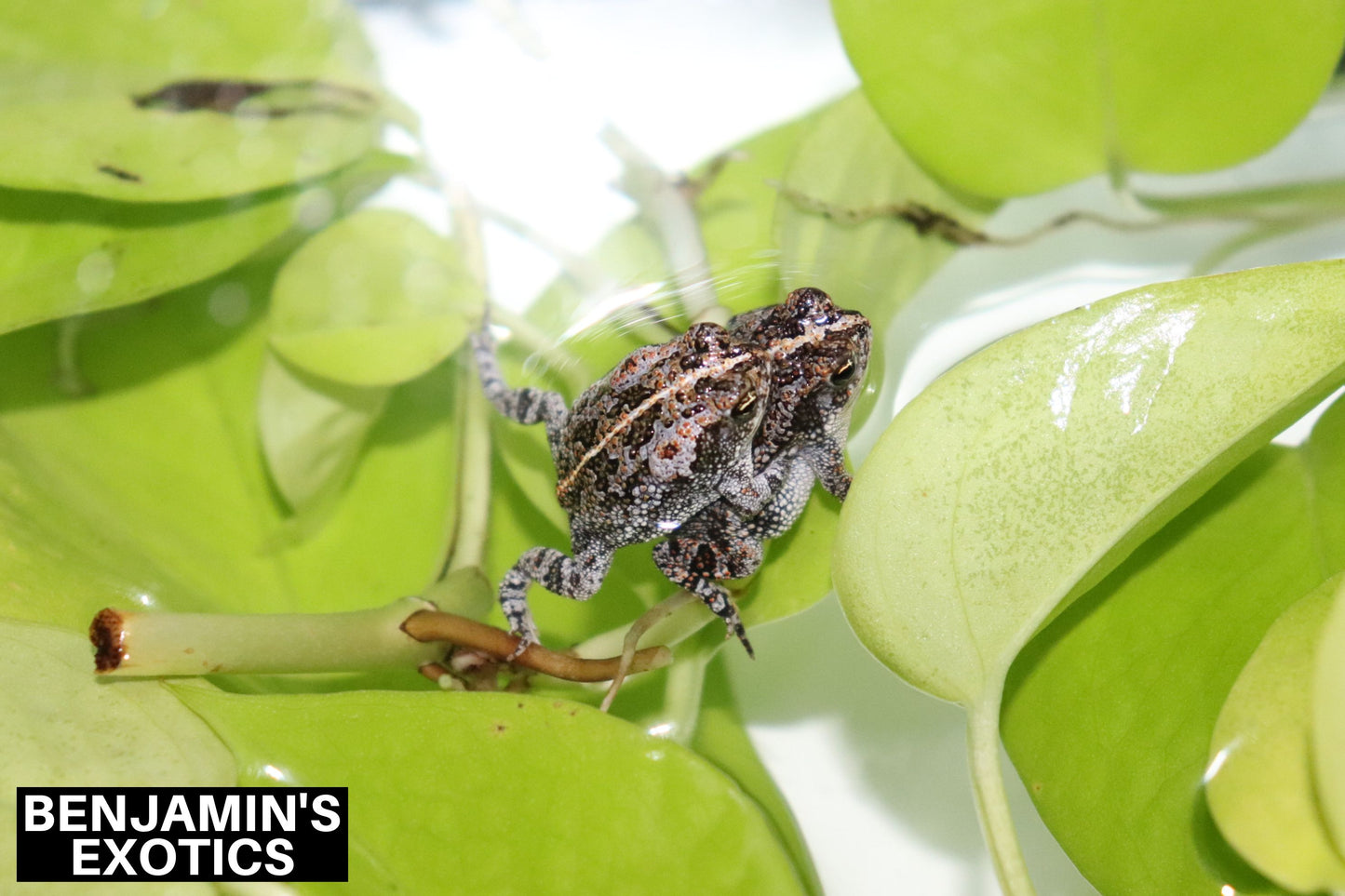 Oak Toad Tadpoles (5 Pack) Free Shipping
