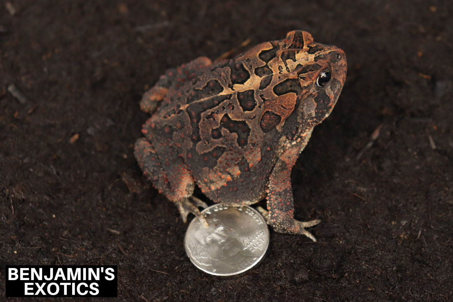 Southern Toads Subadult Female CBB (1 Pack) Anaxyrus terrestris