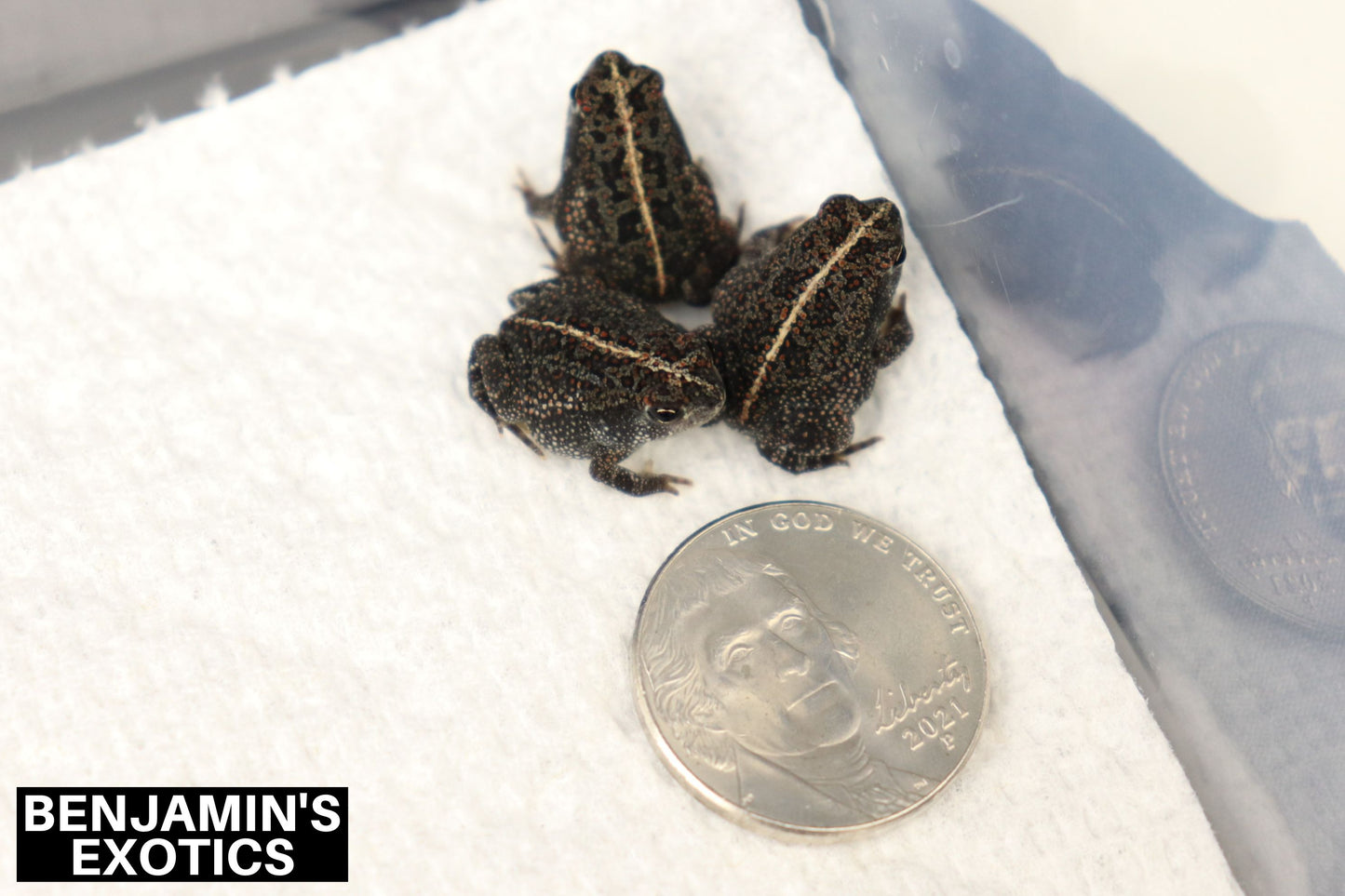 Oak Toads CBB (3 Pack) Anaxyrus quercicus