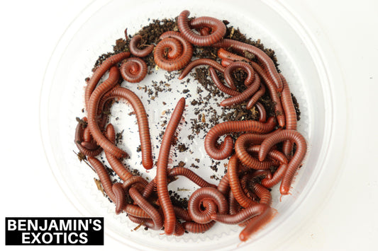Field Collected Scarlet Millipedes (5 Pack) Free Shipping