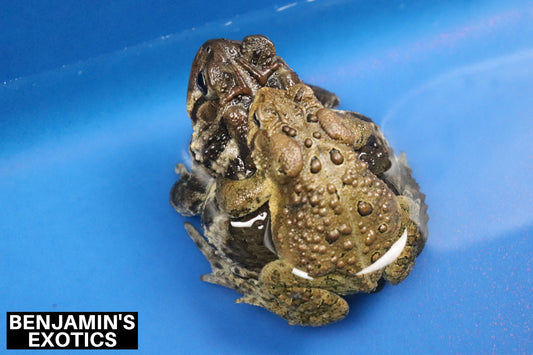 American Toad Tadpoles (5 Pack) Free Shipping