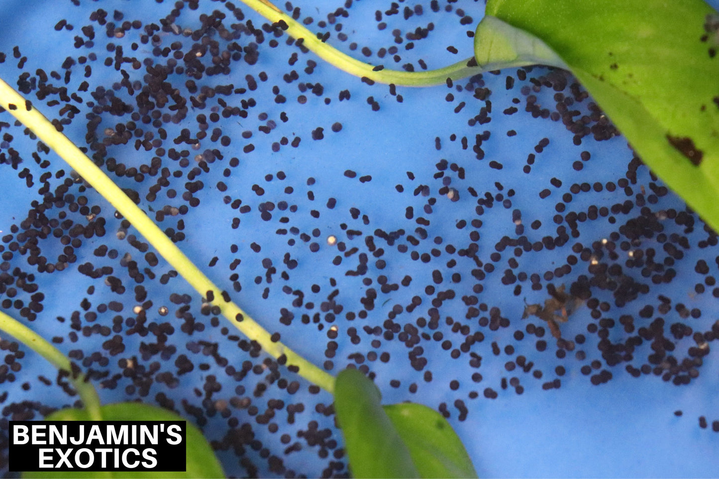 American Toad Tadpoles (5 Pack) Free Shipping
