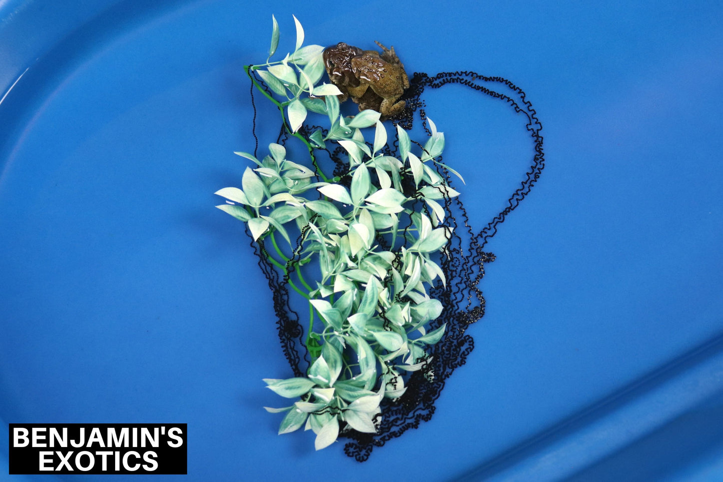 American Toad Tadpoles (5 Pack) Free Shipping