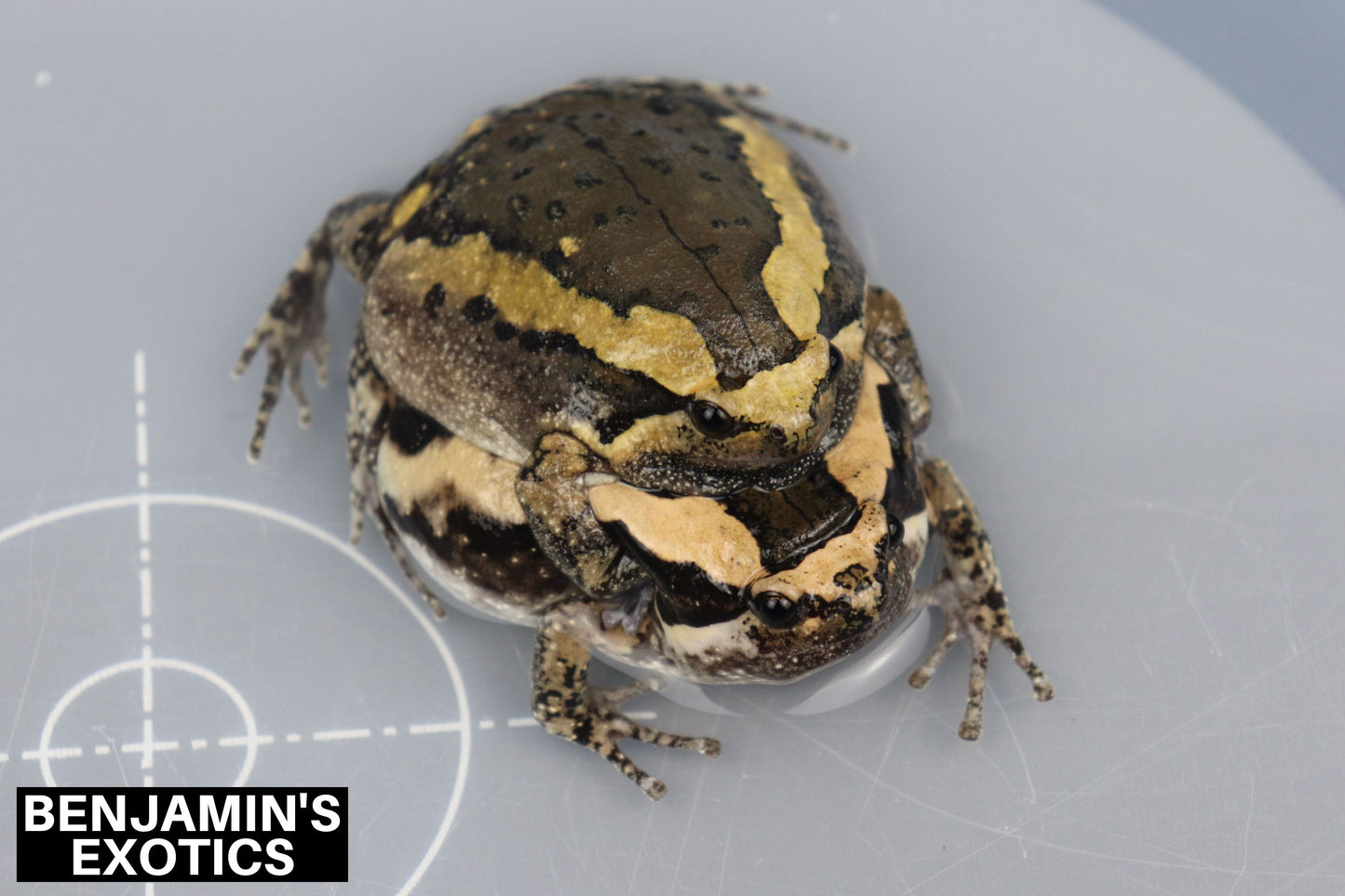Asian Painted Frog Tadpoles (5 Pack) Free Shipping
