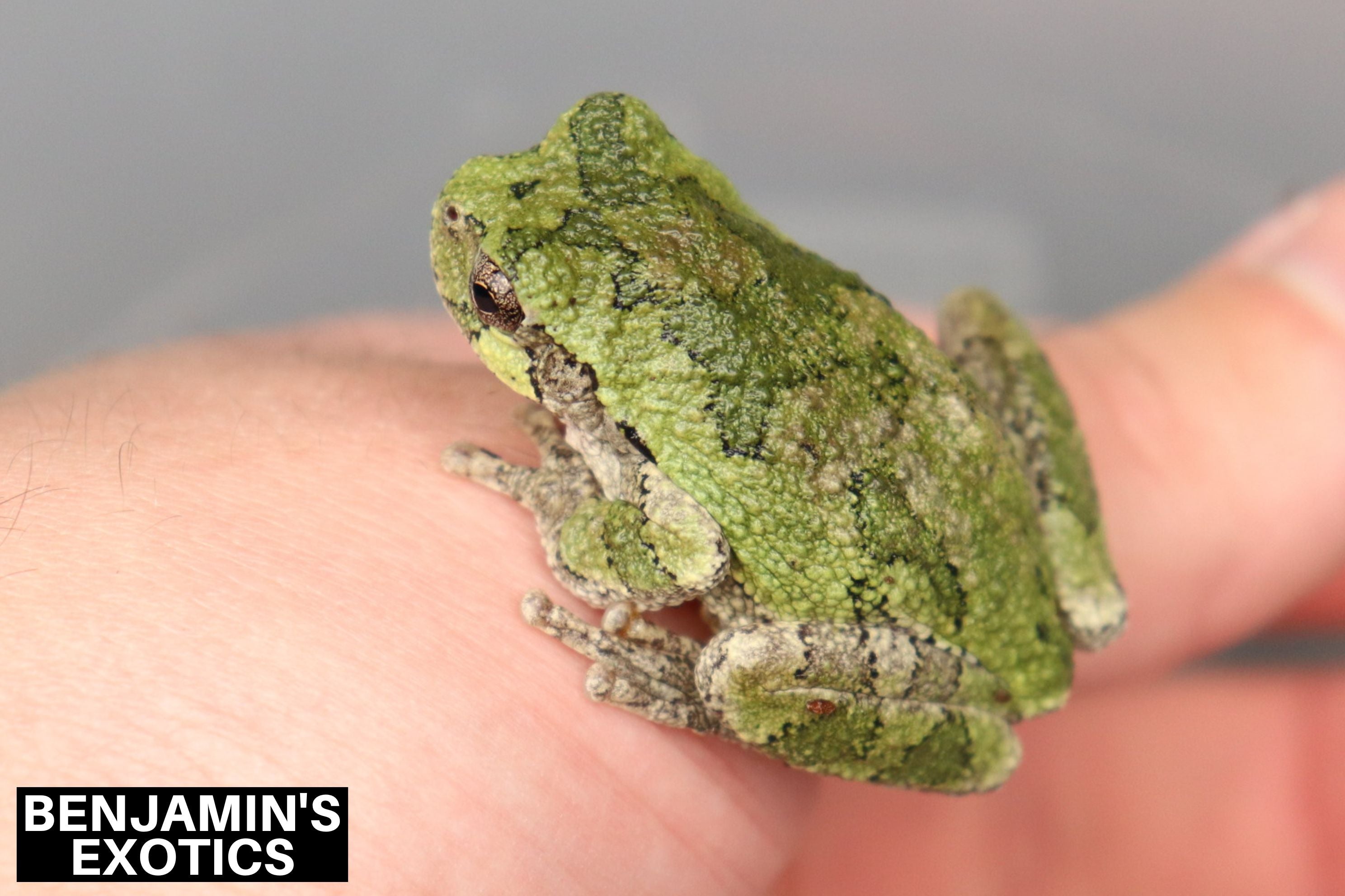 Eastern Gray Tree Frog Tadpoles (5 Pack) Free Shipping Benjamin's Exotics