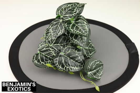 Plastic Reptile Plant Anthurium Crystallinum (1 Pack)