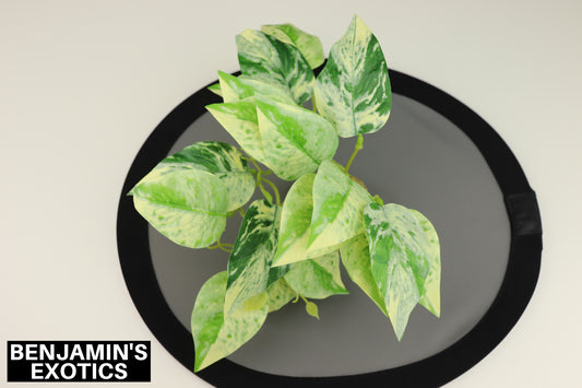 Plastic Reptile Plant Golden Pothos (1 Pack)