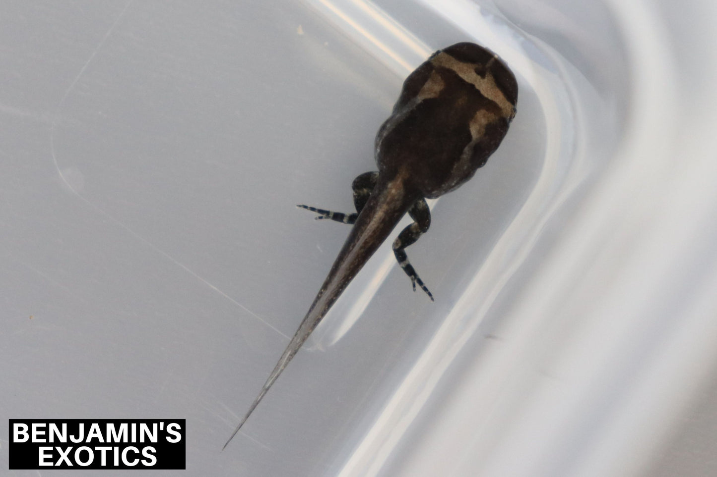 Asian Painted Frog Tadpoles (5 Pack) Free Shipping