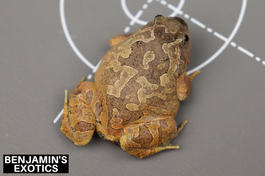 Burmese Squat Frog Tadpoles (5 Pack) Free Shipping