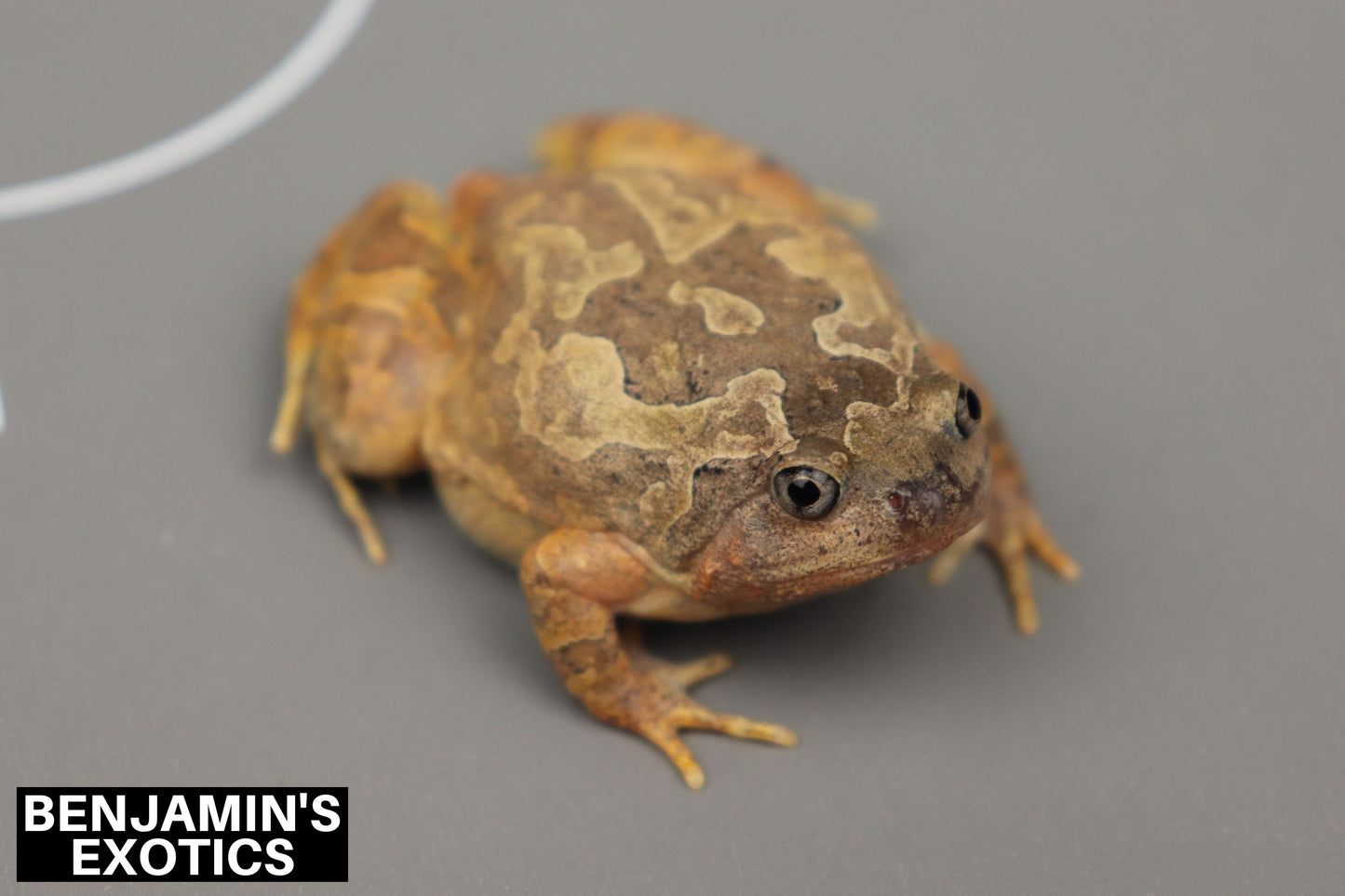 Burmese Squat Frog Tadpoles (5 Pack) Free Shipping