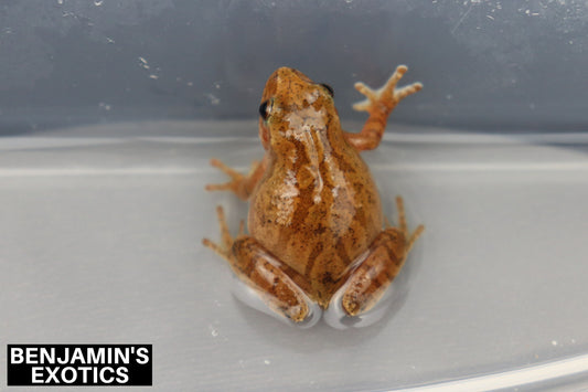 Spring Peeper Tadpoles (5 Pack) Free Shipping