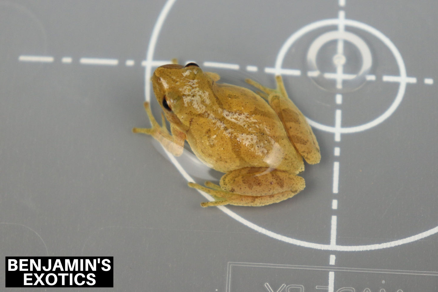 Spring Peeper Tadpoles (5 Pack) Free Shipping