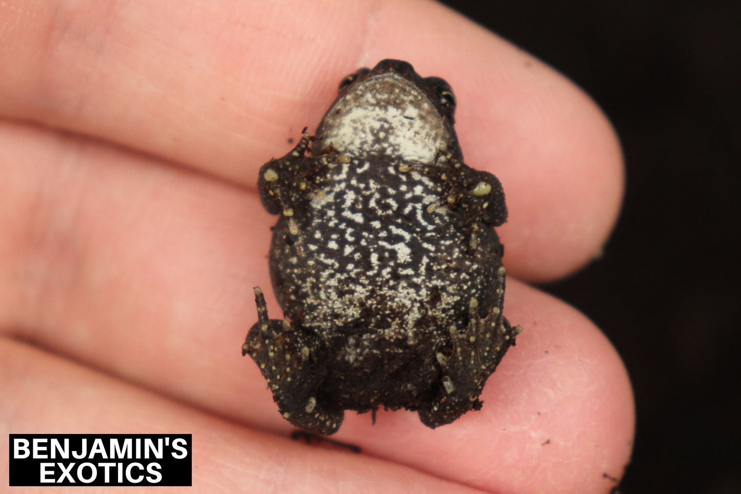 Southern Toads CBB NC Locality (3 Pack) Anaxyrus terrestris