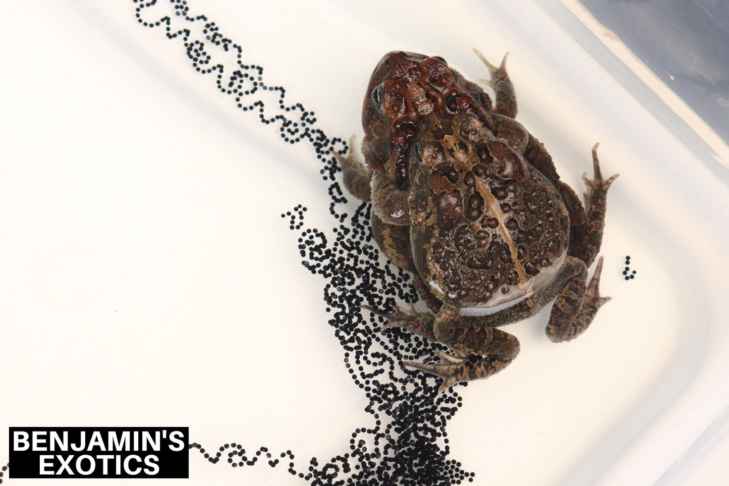 Southern Toad Tadpoles (5 Pack) Free Shipping