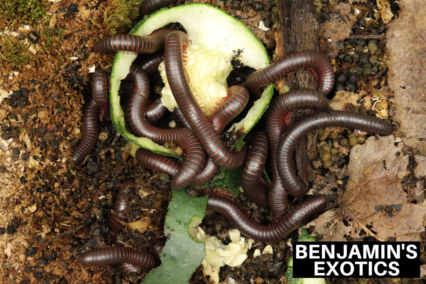 Captive Bred North American Giant Millipedes (10 Pack) Free Shipping