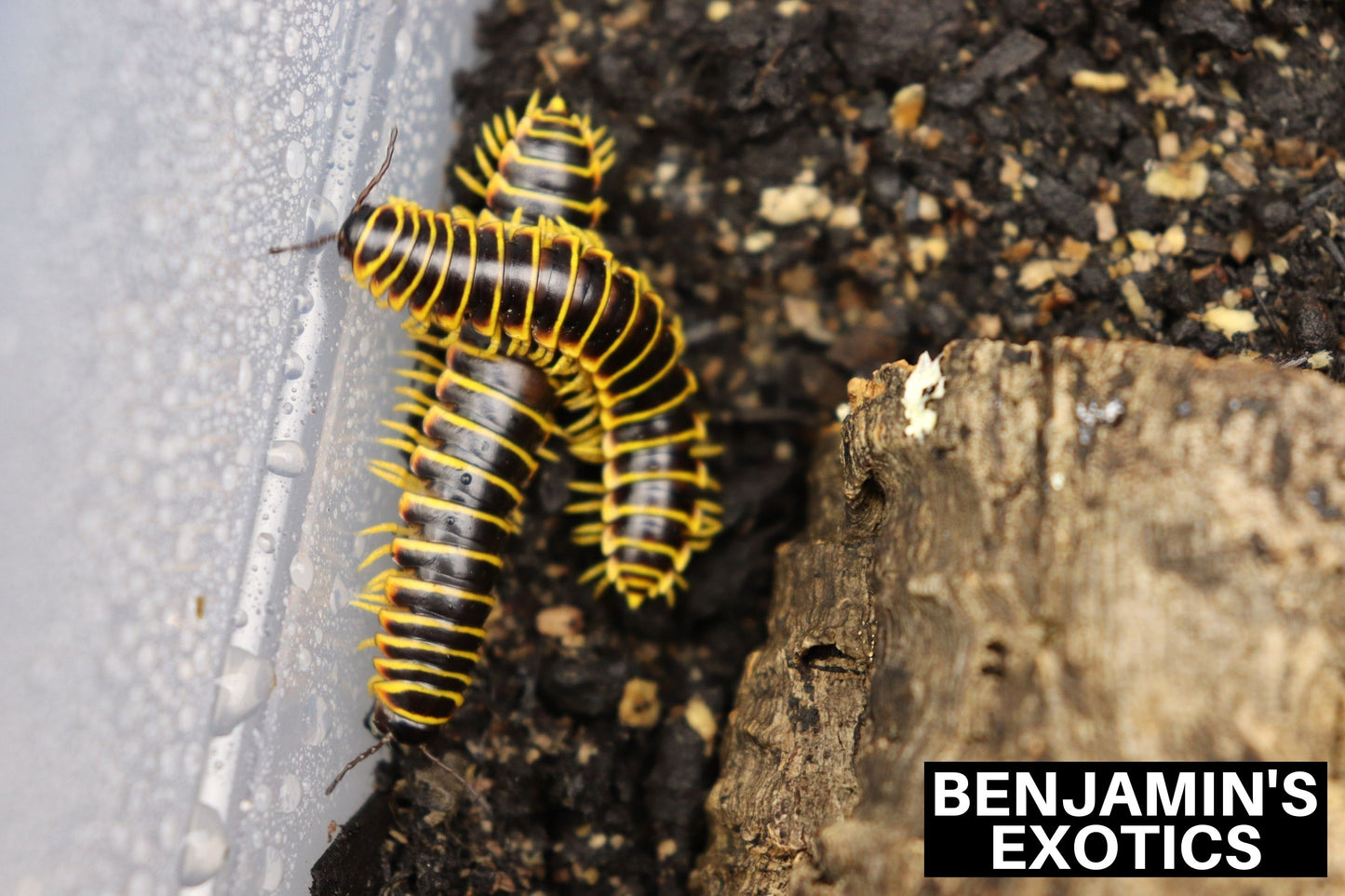 Field Collected Cherry Millipedes (1 Pack) Free Shipping
