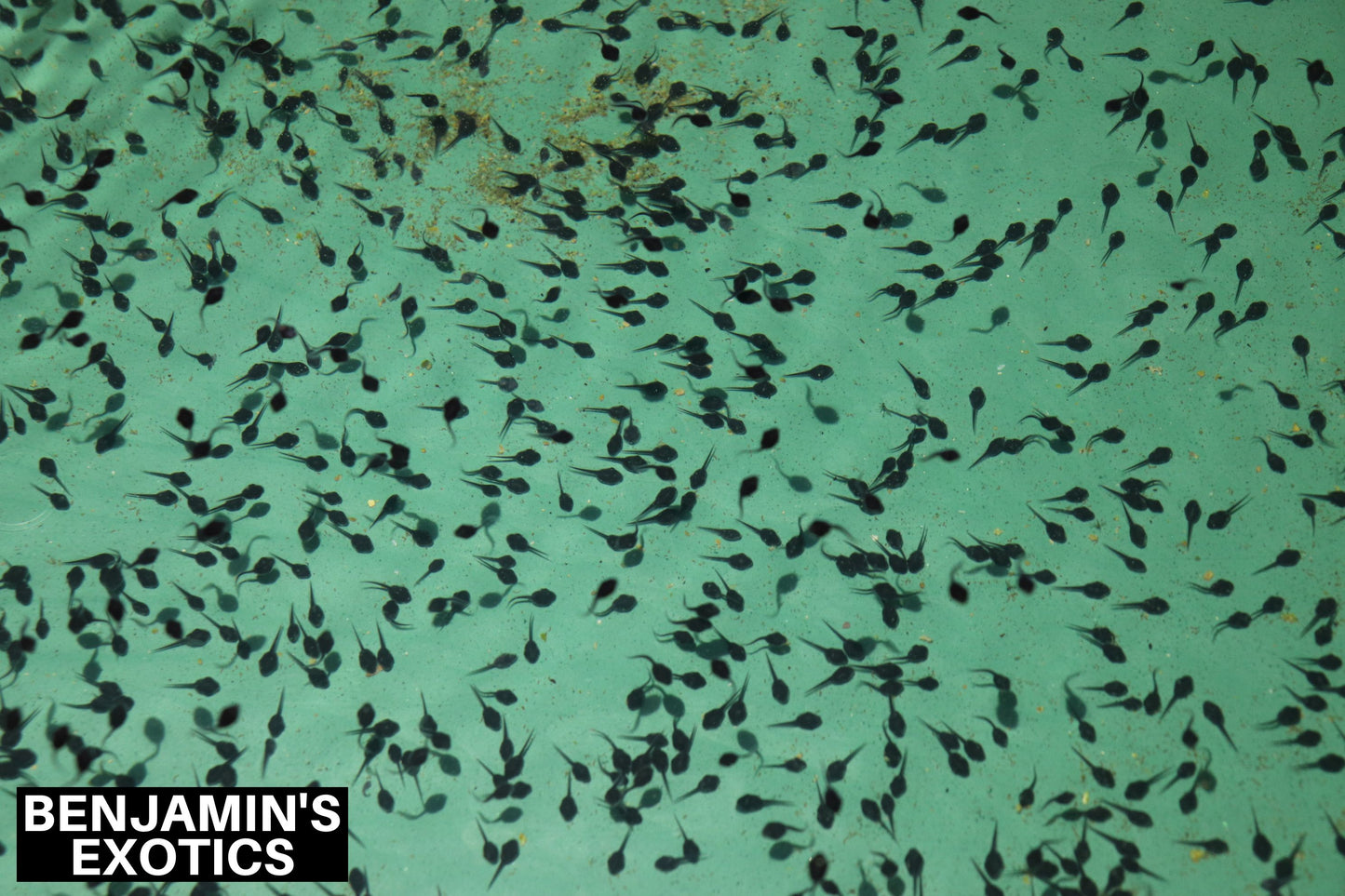 Amber Southern Toad Tadpoles (5 Pack) Free Shipping