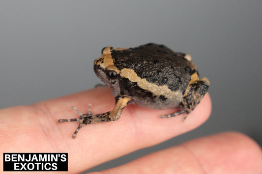 Asian Painted Frogs CBB (1 Pack) Kaloula pulchra