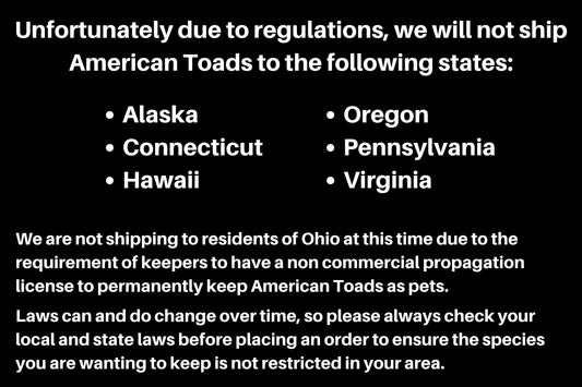 American Toad CBB (1 Pack) Anaxyrus americanus