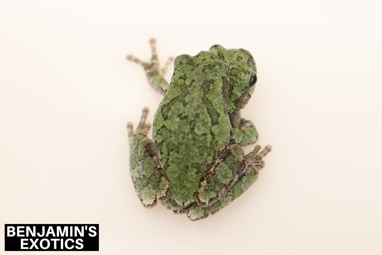 Eastern Gray Tree Frog Tadpoles (5 Pack) Free Shipping