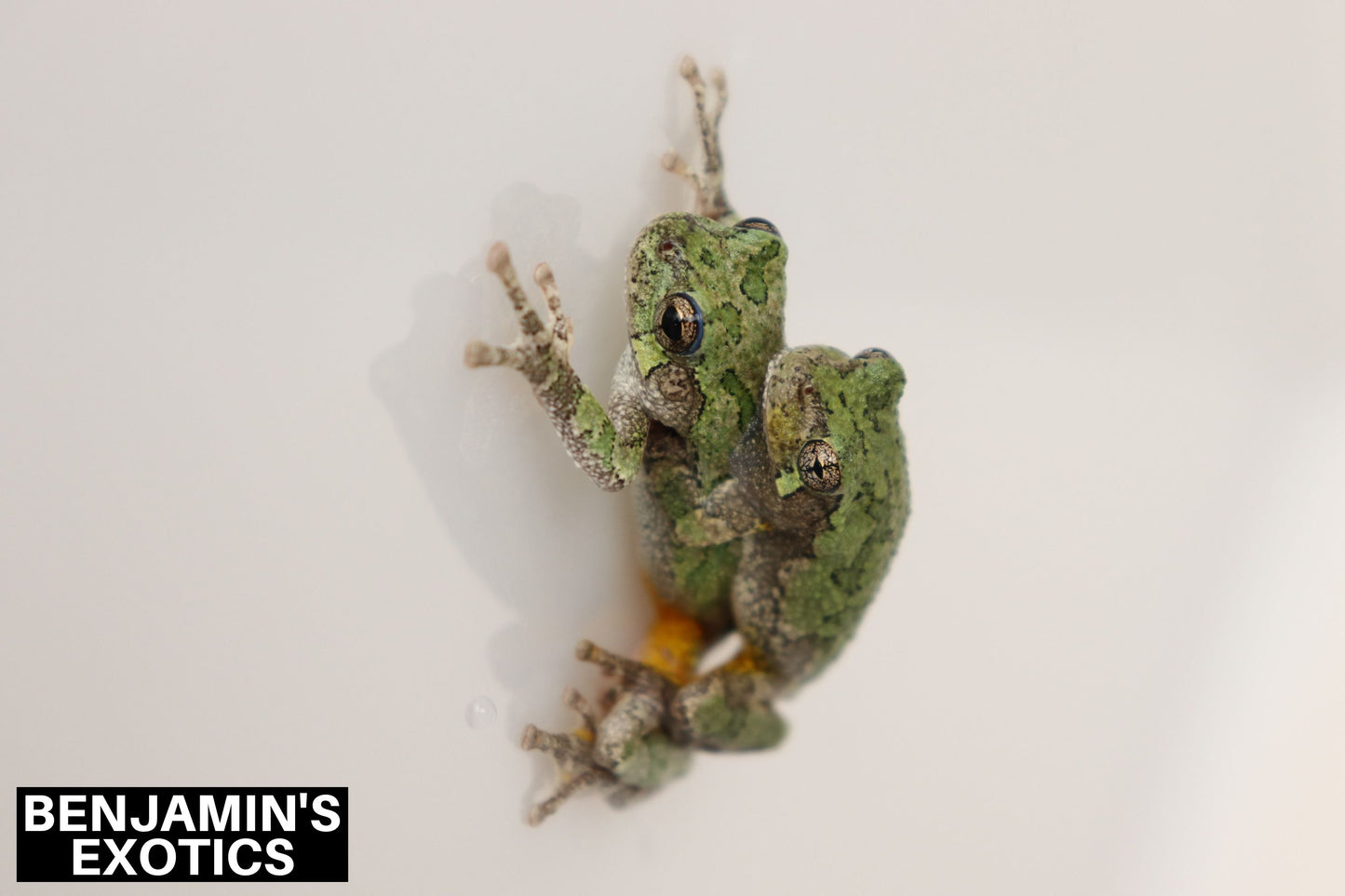 Eastern Gray Tree Frog Tadpoles (5 Pack) Free Shipping