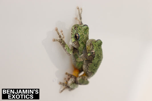 Eastern Gray Tree Frog Tadpoles (5 Pack) Free Shipping