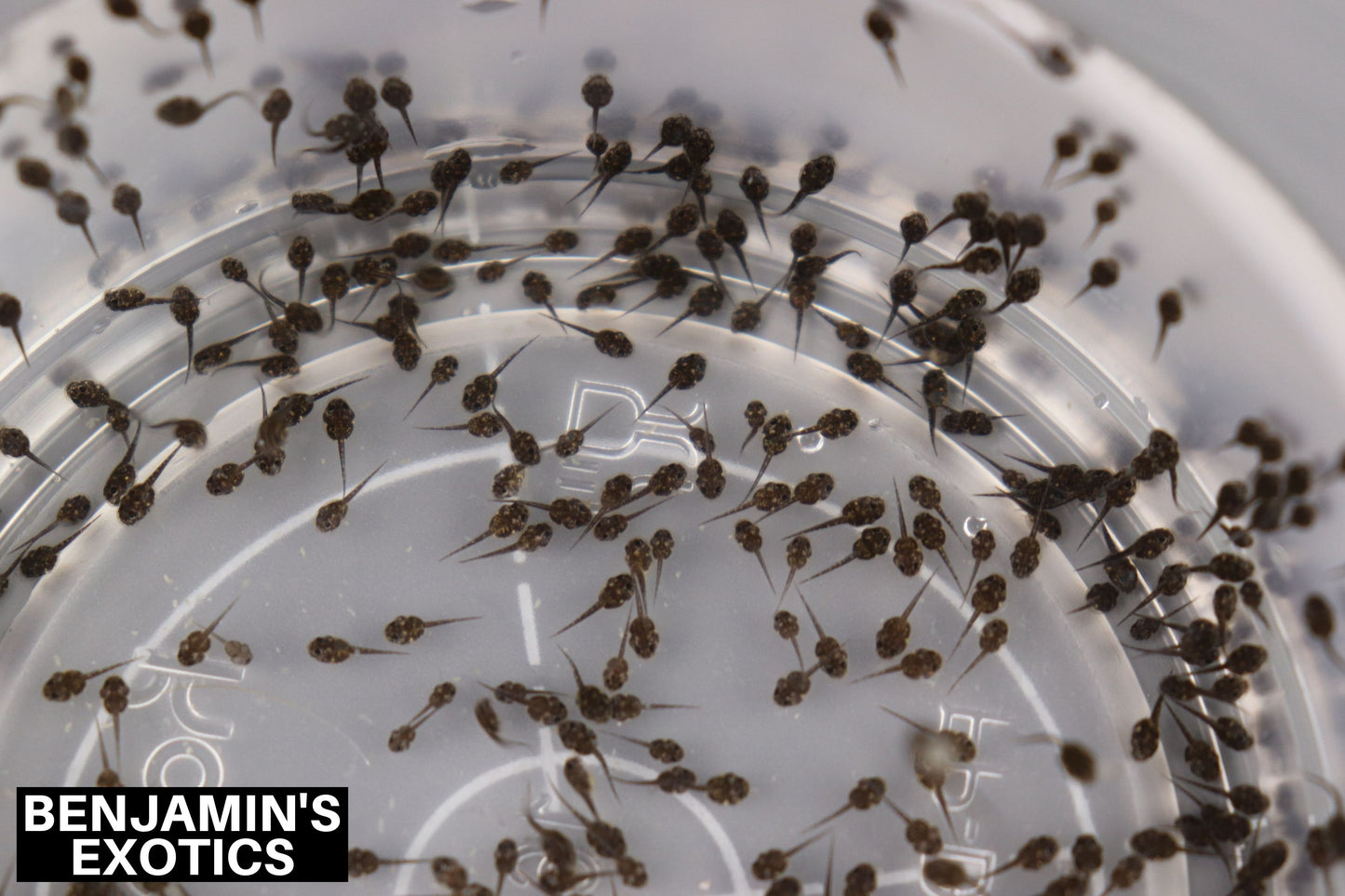 Oak Toad Tadpoles (10 Pack) Free Overnight Shipping
