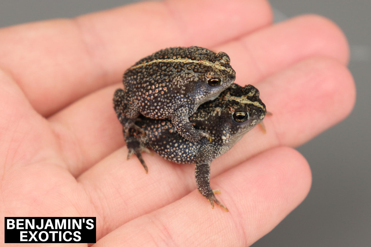 Oak Toad Tadpoles (10 Pack) Free Overnight Shipping