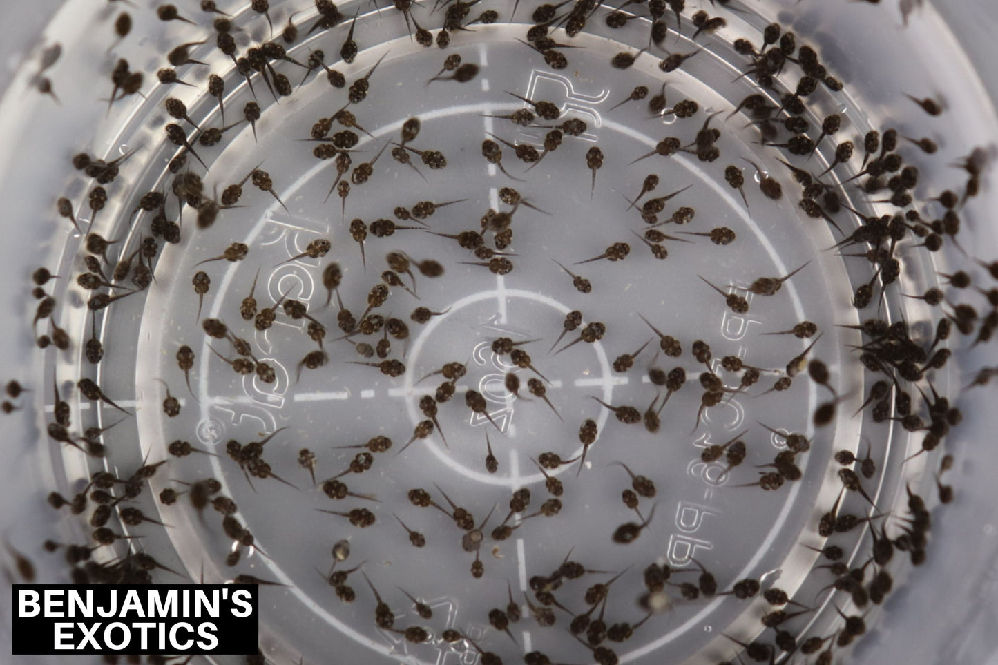 Oak Toad Tadpoles (10 Pack) Free Overnight Shipping