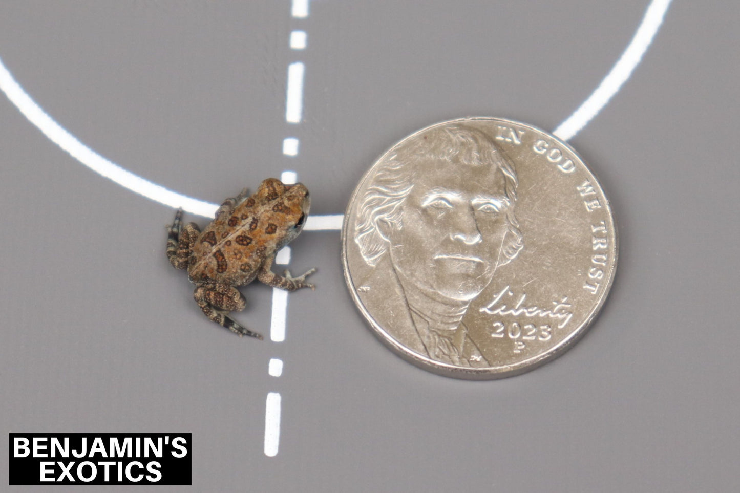 Southern Toad CBB Georgia Locality (1 Pack) Anaxyrus terrestris