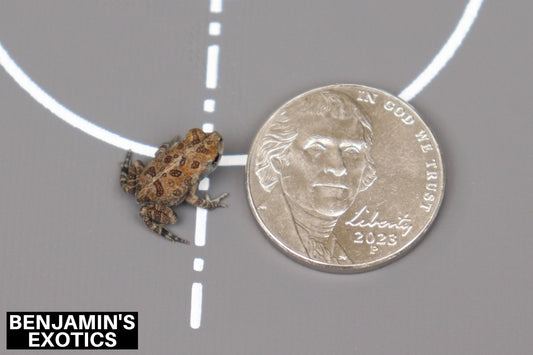Southern Toad CBB Georgia Locality (1 Pack) Anaxyrus terrestris