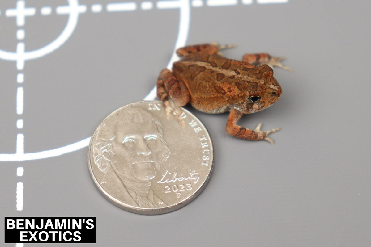 Southern Toad CBB Georgia Locality (1 Pack) Anaxyrus terrestris