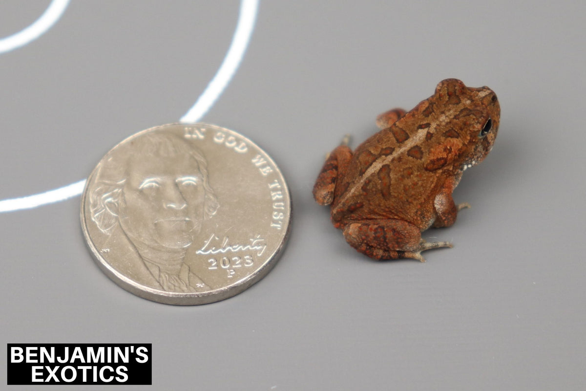 Southern Toad CBB Georgia Locality (1 Pack) Anaxyrus terrestris