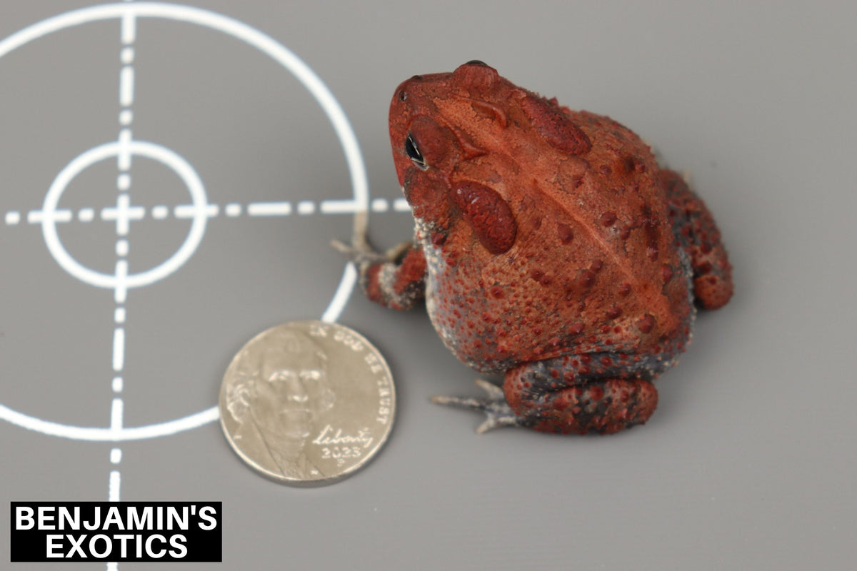 Super Red Southern Toad CBB Grade B Juvenile (1 Pack) Anaxyrus terrestris