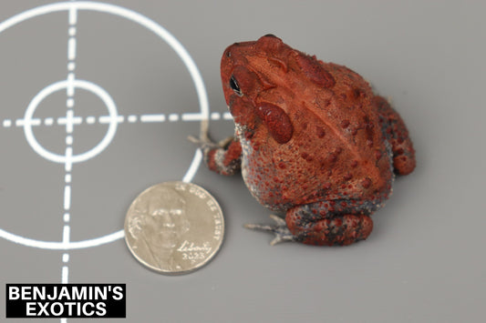 Super Red Southern Toad CBB Grade B Juvenile (1 Pack) Anaxyrus terrestris